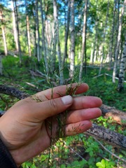 Achnatherum confusum