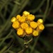 Helichrysum chrysargyrum - Photo (c) Kate Braun, some rights reserved (CC BY-NC), uploaded by Kate Braun