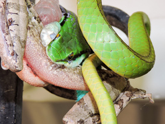 Leptophis diplotropis