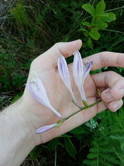 Hosta plantaginea
