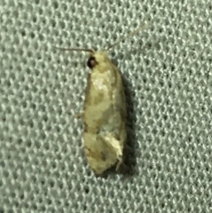 Platphalonidia