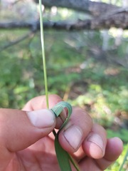 Achnatherum confusum