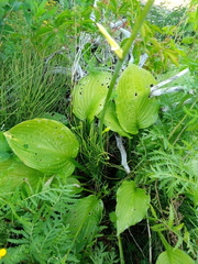 Hosta plantaginea