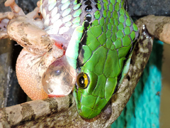 Leptophis diplotropis