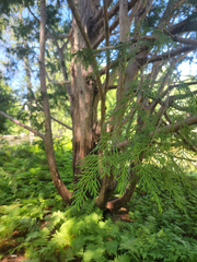 Thuja standishii