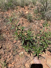 Talinum aurantiacum