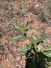 Talinum aurantiacum