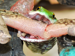 Leptophis diplotropis