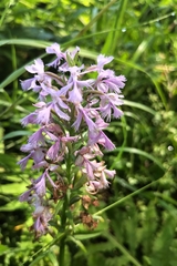 Platanthera grandiflora