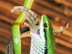 Leptophis diplotropis