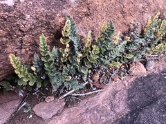 Cheilanthes lasiophylla