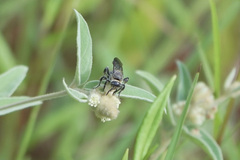 Dielis plumipes