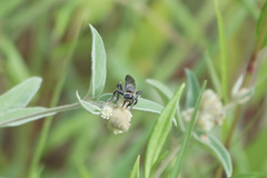 Dielis plumipes
