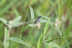Dielis plumipes