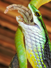 Leptophis diplotropis