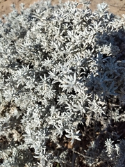 Senecio filaginoides