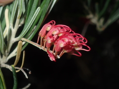 Grevillea pinaster