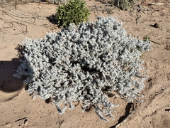 Senecio filaginoides
