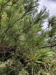 Pinus armandi mastersiana