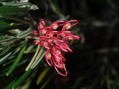 Grevillea pinaster