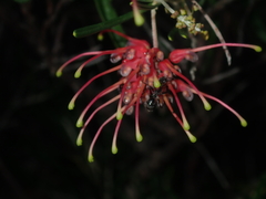 Grevillea pinaster