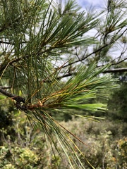 Pinus armandi mastersiana