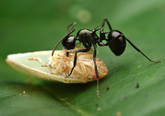 Polyrhachis mucronata