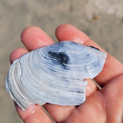 Psammobiidae