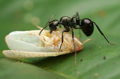 Polyrhachis mucronata