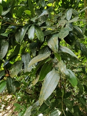 Celtis philippensis
