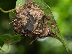 Polyrhachis sexspinosa