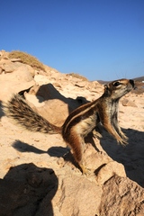 Barbary Ground Squirrel photo 2