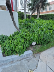 Philodendron burle-marxii