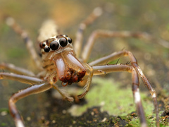 Spartaeinae