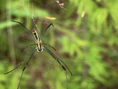 Trichonephila clavata