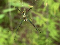 Trichonephila clavata