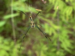 Trichonephila clavata