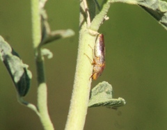 Homalodisca vitripennis