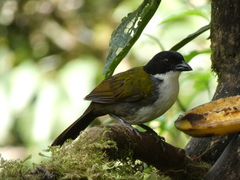 Black-Headed Brush-Finch photo 4
