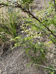 Eysenhardtia orthocarpa