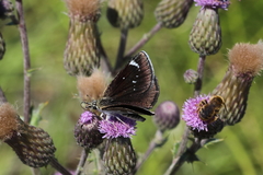 Hesperopsis libya