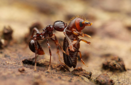 Pristomyrmex quadridensPristomyrmex quadridens