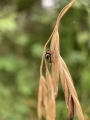 Silba