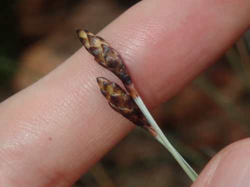 Image of Ecdeiocolea monostachya by (c) Thomas Mesaglio, some rights reserved (CC BY)