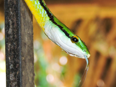 Leptophis diplotropis