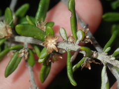 Olearia revoluta