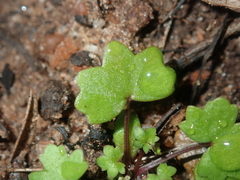 Hydrocotyle hispidula