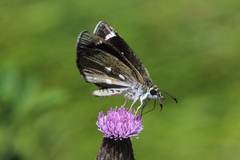 Hesperopsis libya