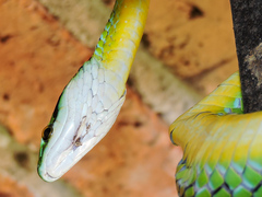 Leptophis diplotropis