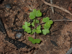 Hydrocotyle hispidula